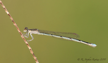 Enallagma basidens, female